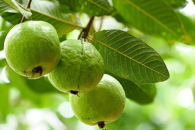Guava Jumbo