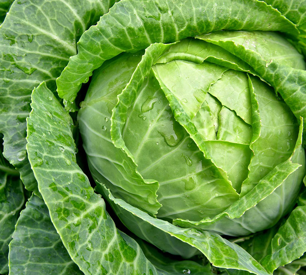 Cabbage