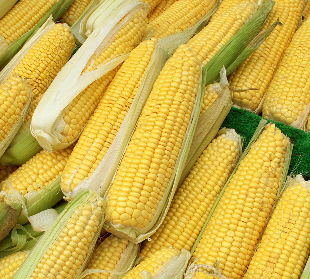 Sweet Corn