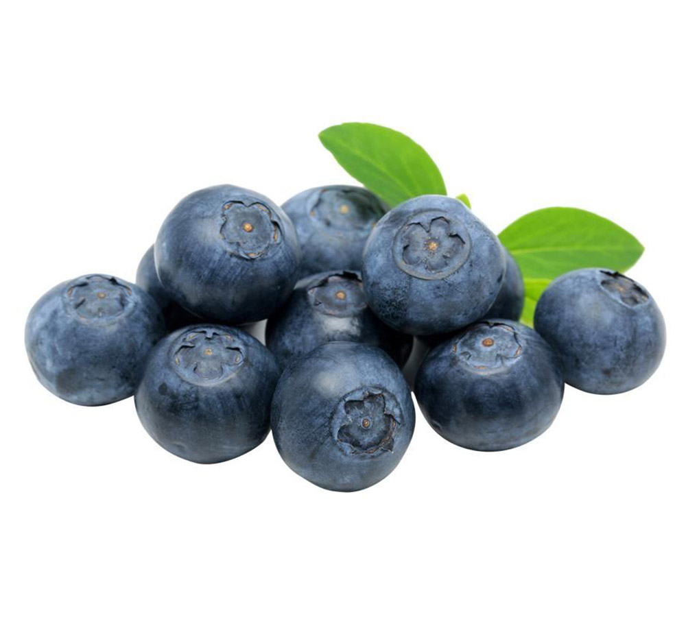 Blueberry Exporters