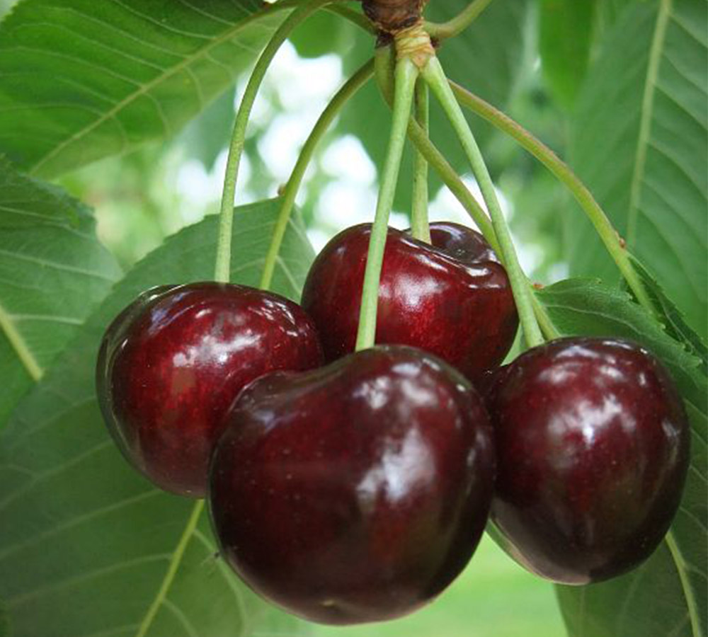 Santina Cherry Exporters