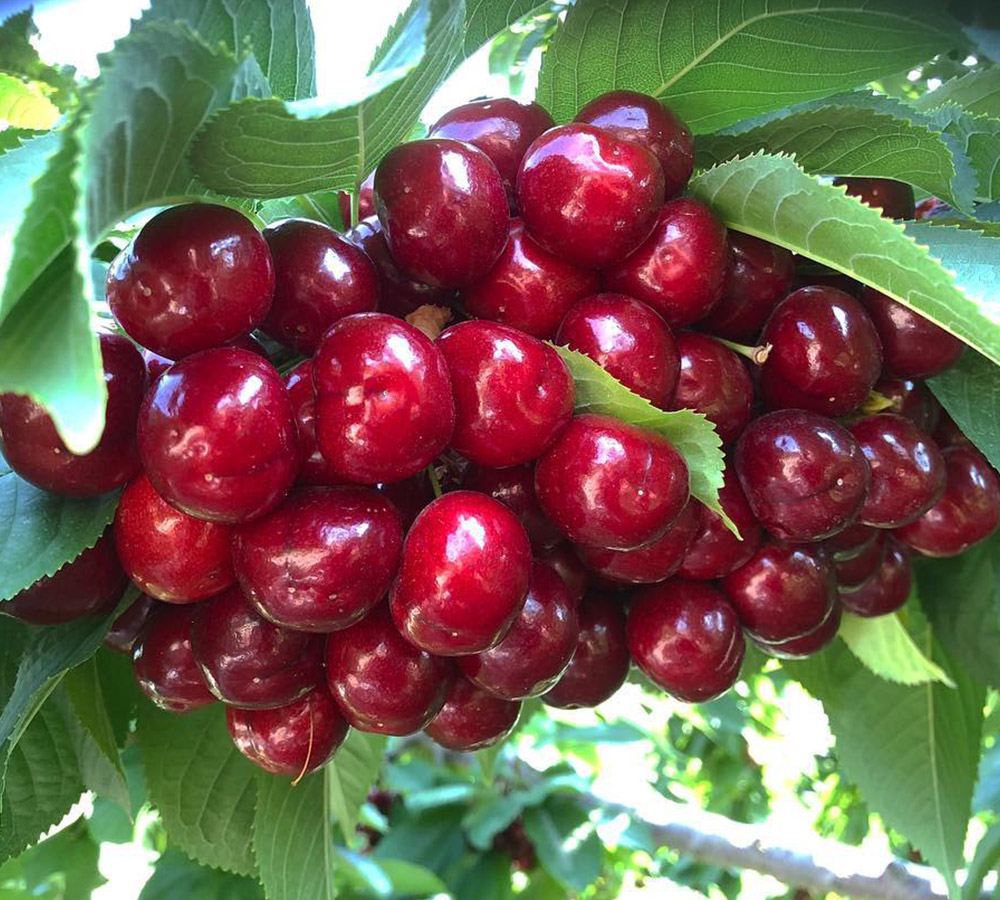 Staccato Cherry Exporters